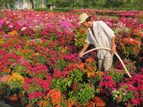 Chăm sóc hoa giấy tại Phú Sơn.JPG