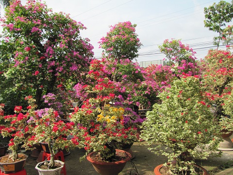 Sản phẩm hoa giấy phú Sơn.JPG